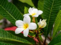 Frangipani Blüten an einem Baum - Horta - Faial